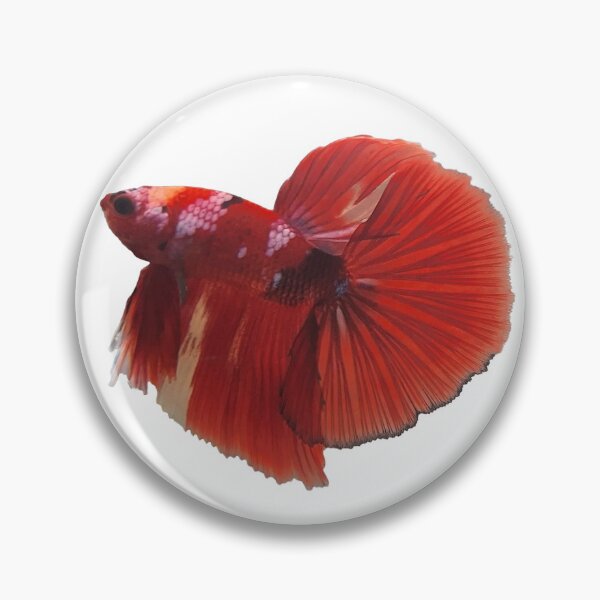 Item preview, Rare Koi Nemo Marble Betta - The Living Masterpiece designed and sold by oregharcoshal.