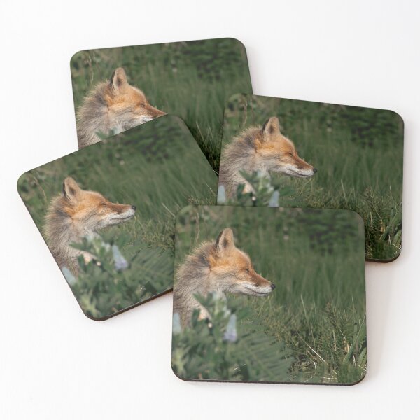 Item preview, Serene Red Fox Resting in Tall Grass Ethical Wildlife Photography designed and sold by Elwynn WildLight Photography.