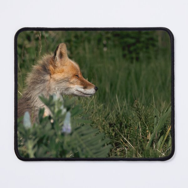 Item preview, Serene Red Fox Resting in Tall Grass Ethical Wildlife Photography designed and sold by Elwynn WildLight Photography.