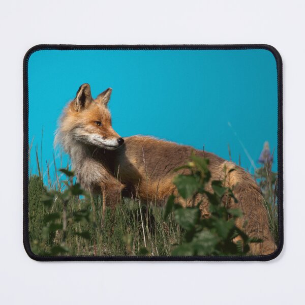 Item preview, Darting Red Fox Blue Sky Alaska Wildlife Photography designed and sold by Elwynn WildLight Photography.