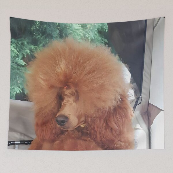 Item preview, Fluffy Red medium Poodle Groomed for Dog Show Resting on Velvet Cushion designed and sold by ivon55.