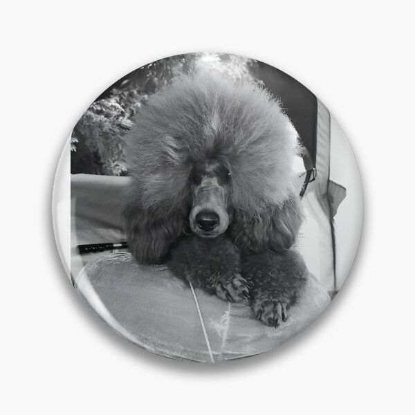 Item preview, Fluffy Red medium Poodle Groomed for Dog Show Resting on Velvet Cushion designed and sold by ivon55.