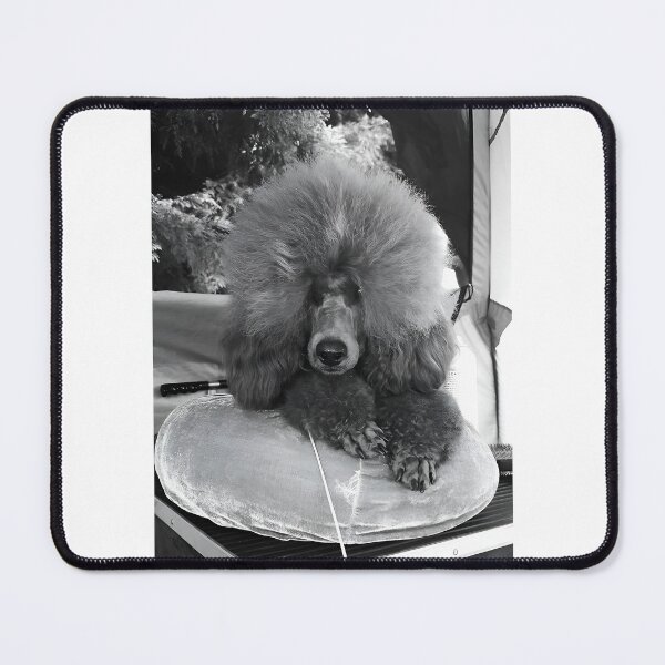 Item preview, Fluffy Red medium Poodle Groomed for Dog Show Resting on Velvet Cushion designed and sold by ivon55.