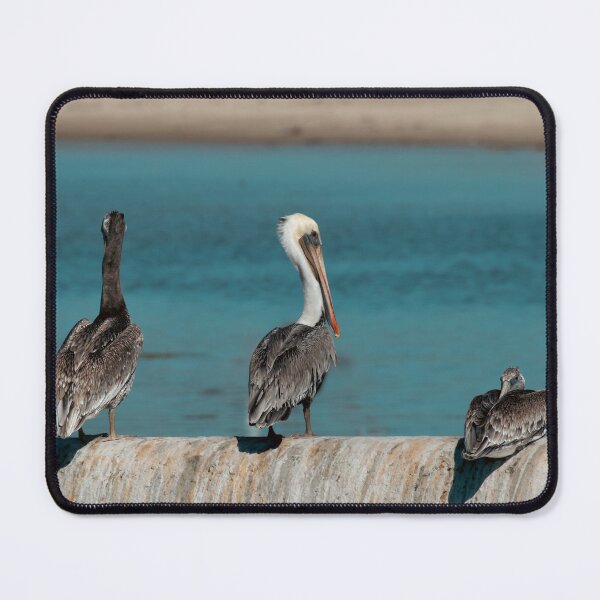 Item preview, Pelican Trio Surveying Coastline Bird Photography designed and sold by Elwynn WildLight Photography.