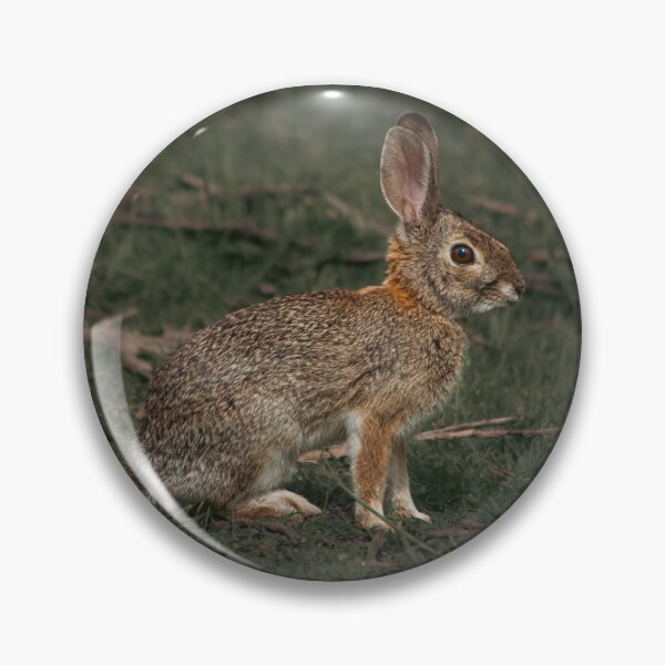 Item preview, Alert Wild Bunny in Grass Rabbit Photography designed and sold by Elwynn WildLight Photography.