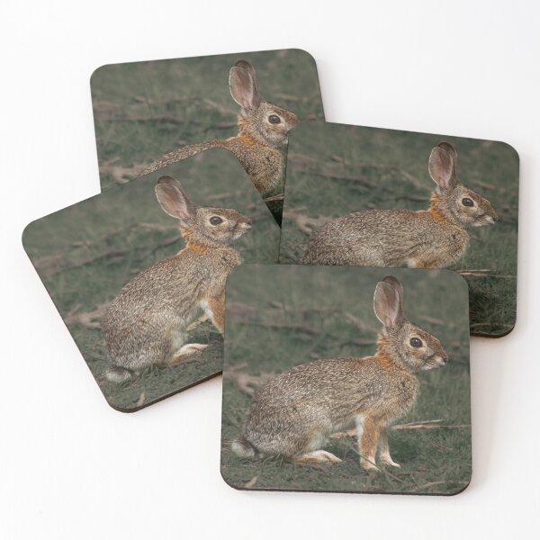 Item preview, Alert Wild Bunny in Grass Rabbit Photography designed and sold by Elwynn WildLight Photography.
