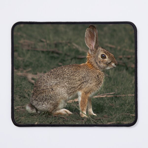 Item preview, Alert Wild Bunny in Grass Rabbit Photography designed and sold by Elwynn WildLight Photography.