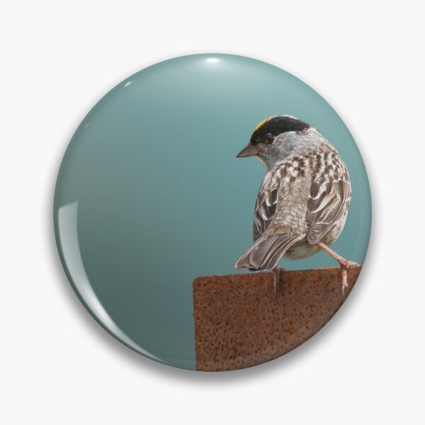 Item preview, White-crowned Sparrow on Rustic Perch Bird Photography designed and sold by Elwynn WildLight Photography.