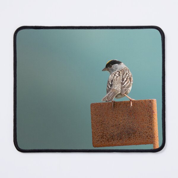 Item preview, White-crowned Sparrow on Rustic Perch Bird Photography designed and sold by Elwynn WildLight Photography.