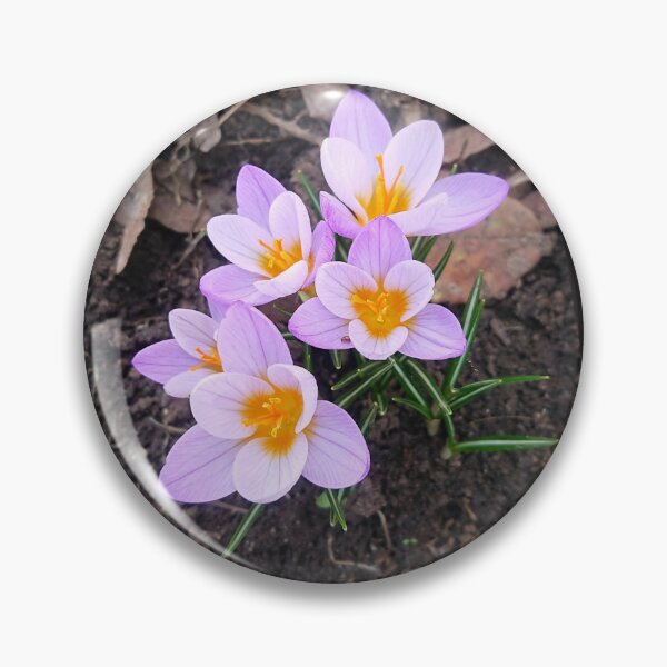 Item preview, Violet crocuses growing up  designed and sold by Enerjetal.