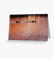 Two swans, three cygnets on Golden Billabong Greeting Card
