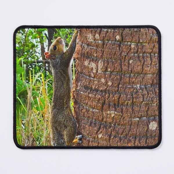 Item preview, Squirrel designed and sold by Courtney Croxall.