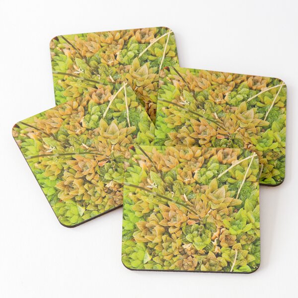 Item preview, Succulent  designed and sold by Courtney Croxall.