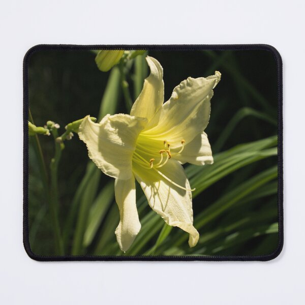 Item preview, Sunlit Lemony Yellow Daylily Blossom designed and sold by Georgia Mizuleva.