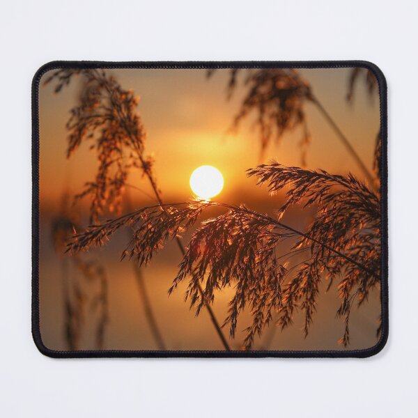 Item preview, Reeds in the sunlight of a sunrise designed and sold by Pietschi2022.