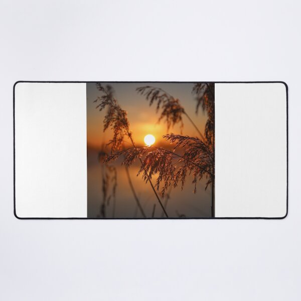 Item preview, Reeds in the sunlight of a sunrise designed and sold by Pietschi2022.