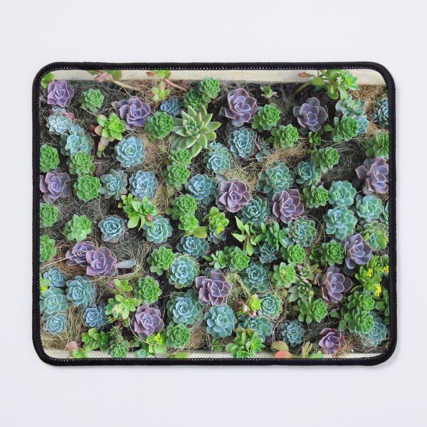 Item preview, Lush Green and Purple Echeveria Succulent Wall designed and sold by pinkal.