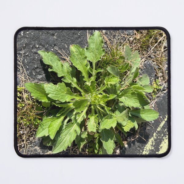 Item preview, Nature Photography  designed and sold by GraphicShinies.