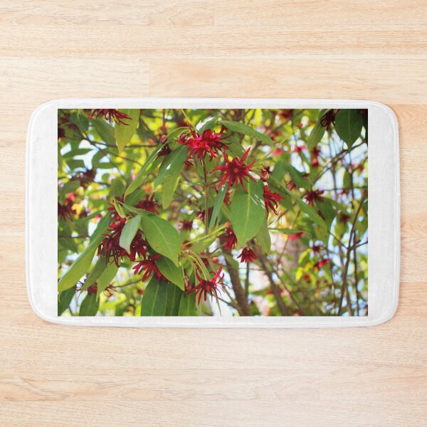 Item preview, Florida Anise Tree designed and sold by Cynthia48.