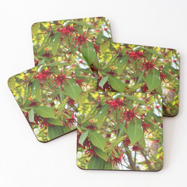 Item preview, Florida Anise Tree designed and sold by Cynthia48.