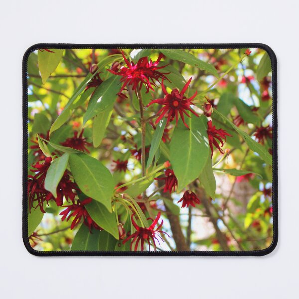 Item preview, Florida Anise Tree designed and sold by Cynthia48.