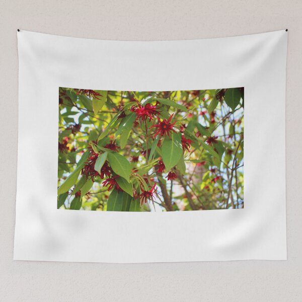 Item preview, Florida Anise Tree designed and sold by Cynthia48.