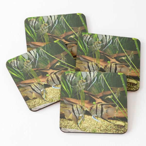 Item preview, Angelfish Kissing in Freshwater Aquarium designed and sold by Kainicram.