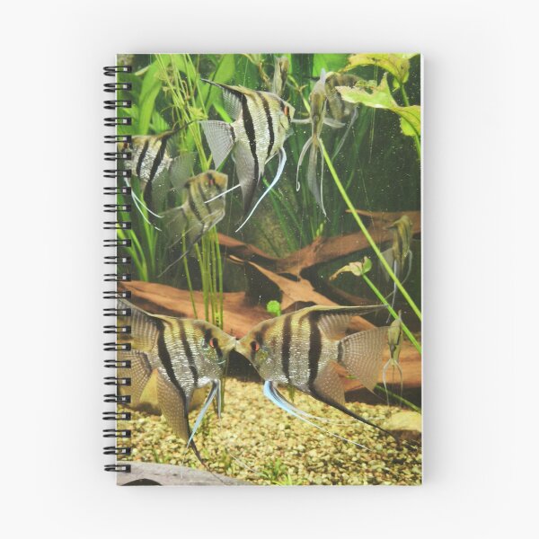 Item preview, Angelfish Kissing in Freshwater Aquarium designed and sold by Kainicram.