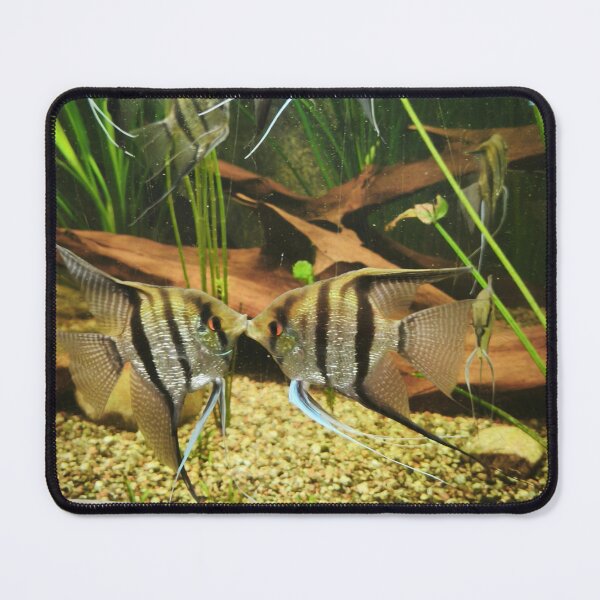 Item preview, Angelfish Kissing in Freshwater Aquarium designed and sold by Kainicram.