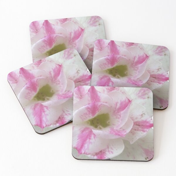 Item preview, Beautiful Pink & White Adenium Flower Bloom designed and sold by stickerabhay.