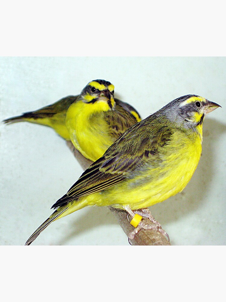 "THE GREEN SINGER FINCH" Photographic Print for Sale by the6tees