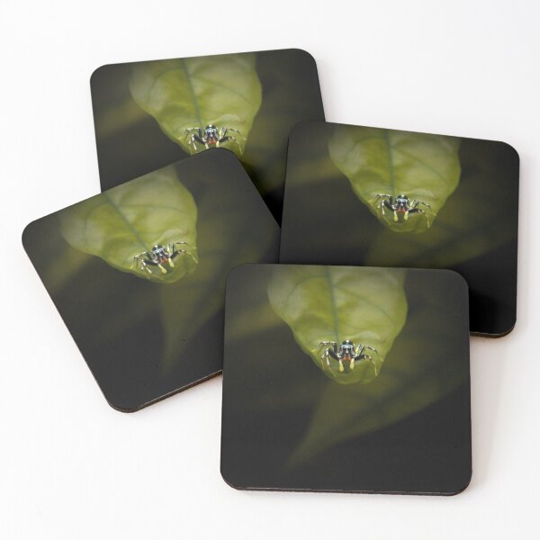 Item preview, Sparkling Northern Jumping Spider designed and sold by robdwildlife.