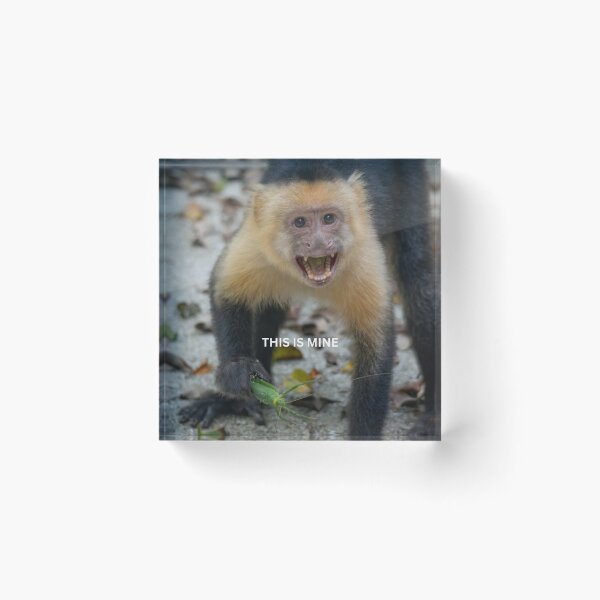 Item preview, This Is Mine Monkey Meme Funny Possessive Animal Sticker Food Humor Capuchin Gift designed and sold by WildFrameNature.