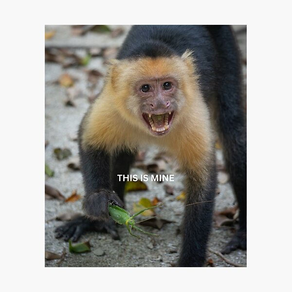 Item preview, This Is Mine Monkey Meme Funny Possessive Animal Sticker Food Humor Capuchin Gift designed and sold by WildFrameNature.