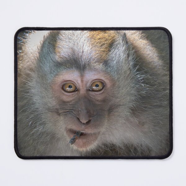 Item preview, Just Vibing Monkey Meme Funny Chill Animal Sticker Relatable Weird Face Humor Gift designed and sold by WildFrameNature.