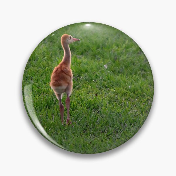 Item preview, Young Chick Strutting on Grass designed and sold by MercerImages.