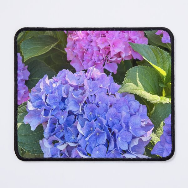 Item preview, Pink and Blue Hydrangea Flowers in Bloom designed and sold by Be Captured by Brittany Emma.