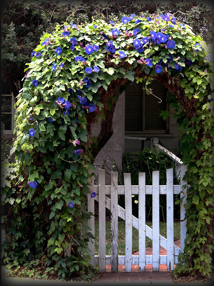Morning Glory Gate from A Gardener's Notebook by douglasewelch