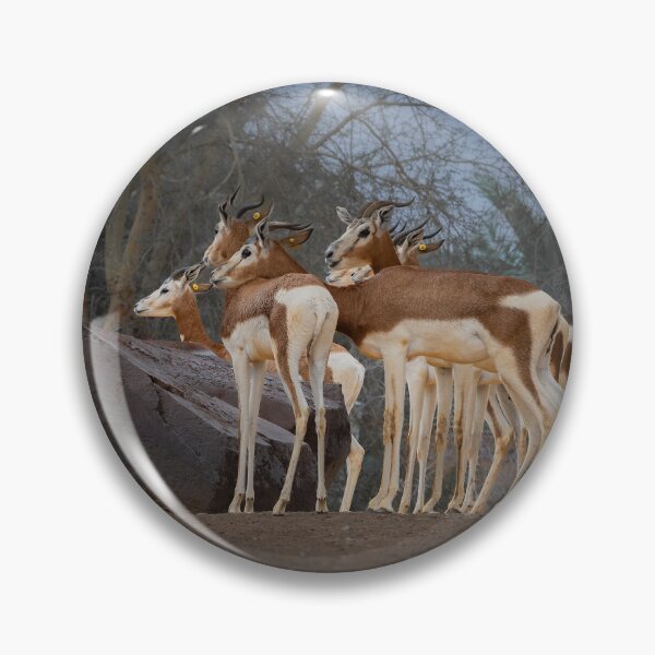 Item preview, Alert Gazelles - Wildlife Photography in the Wild designed and sold by AbulailArt.