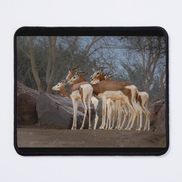 Item preview, Alert Gazelles - Wildlife Photography in the Wild designed and sold by AbulailArt.