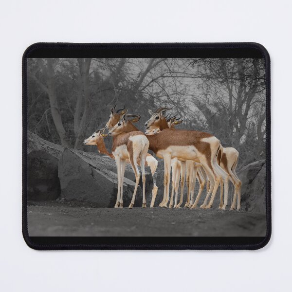 Item preview, Selective Color Gazelles - Moody Wildlife Photography designed and sold by AbulailArt.
