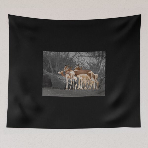 Item preview, Selective Color Gazelles - Moody Wildlife Photography designed and sold by AbulailArt.