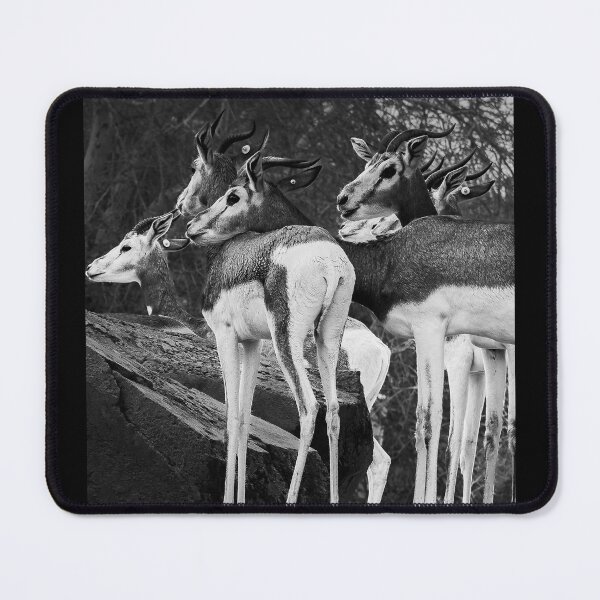 Item preview, Graceful Gazelles - Black and White Wildlife Photography designed and sold by AbulailArt.