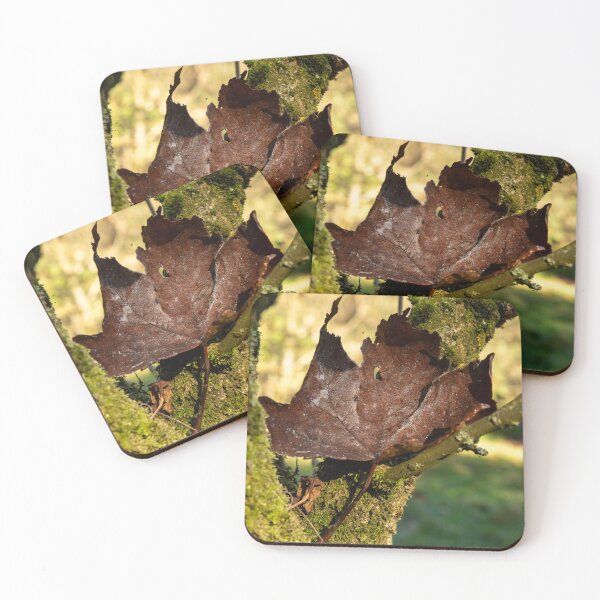 Item preview, Crisp dark brown leaf on mossy branch designed and sold by Stephen Jarman.