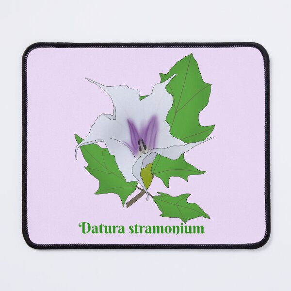 Item preview, Datura stramonium(jimsonweed) designed and sold by Floralfusion.