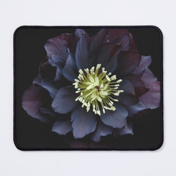 Item preview, Dark Purple Flower on Black Background designed and sold by ArtbyValks.