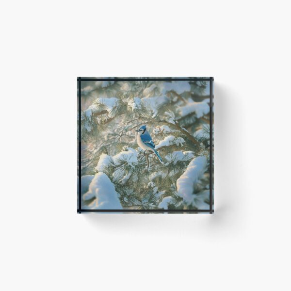 Item preview, A Blue Jay darting in snowy pine branches, Birds in Motion designed and sold by CDC40.