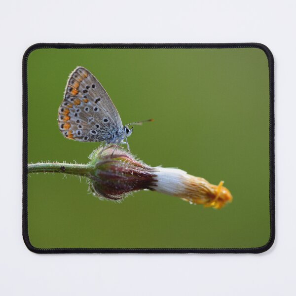 Item preview, Delicate Butterfly on Wild Flower Macro designed and sold by onubi.
