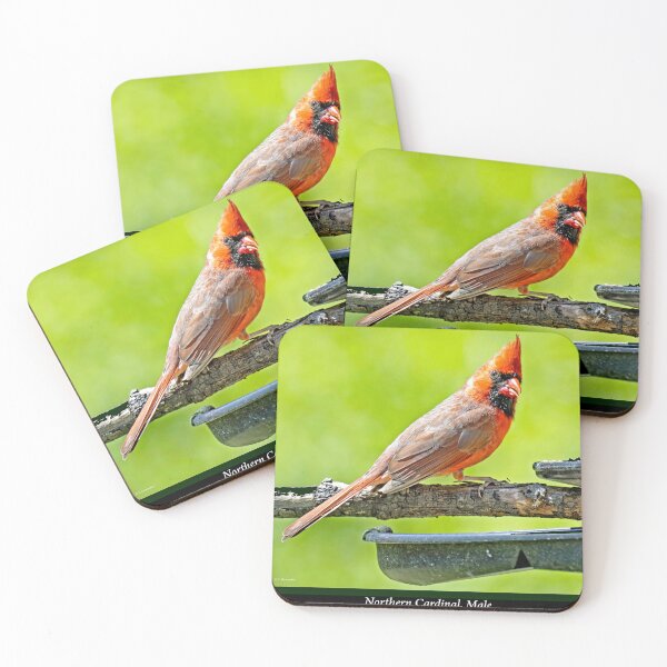 Item preview, Northern Cardinal Male Perched on Branch Above a Feeder designed and sold by AMacGPhilly.