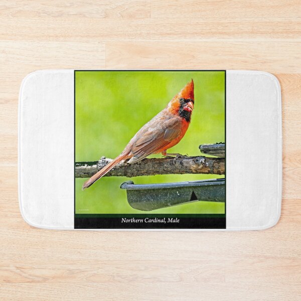 Item preview, Northern Cardinal Male Perched on Branch Above a Feeder designed and sold by AMacGPhilly.